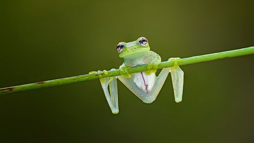 frog