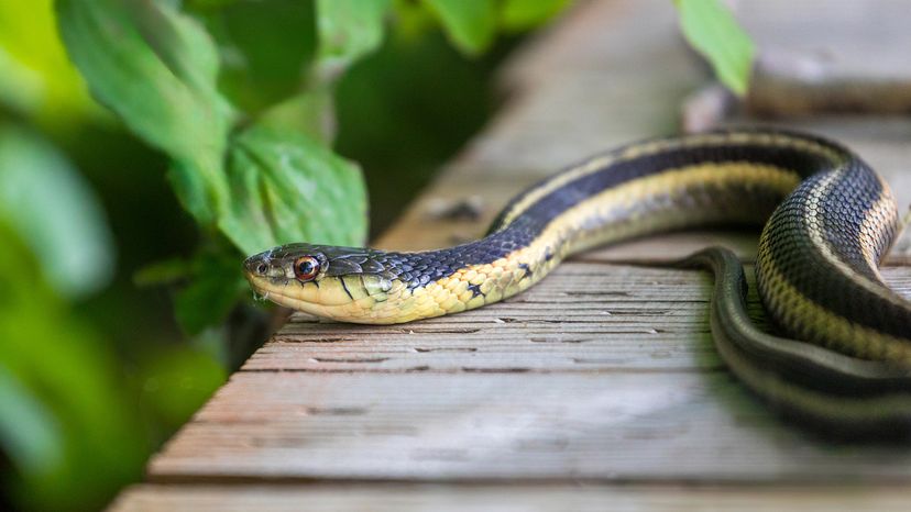 Garter snake