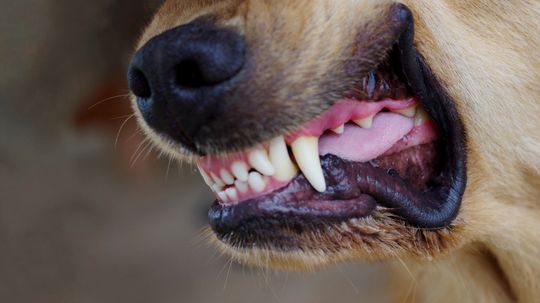 12 Most Dangerous Dog Breeds Based on Dog Bite Injury Rates