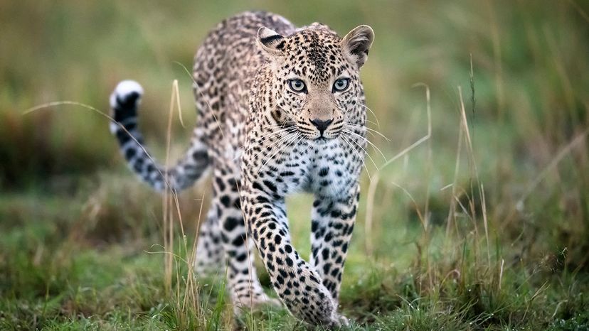 Leopard