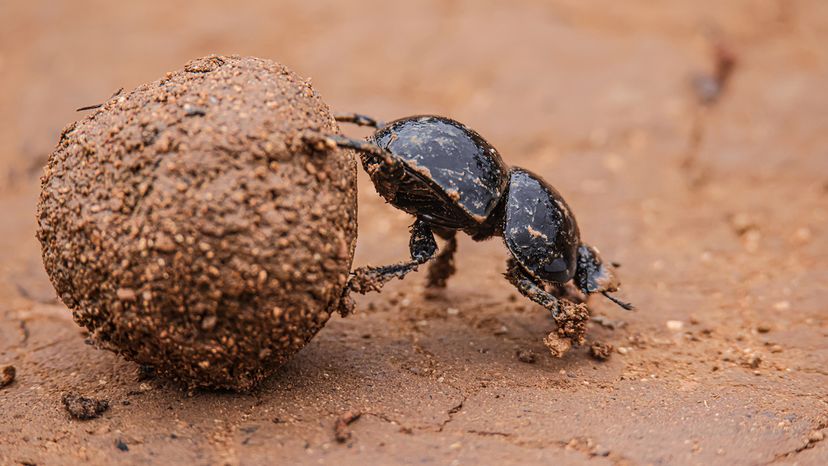 Dung beetle