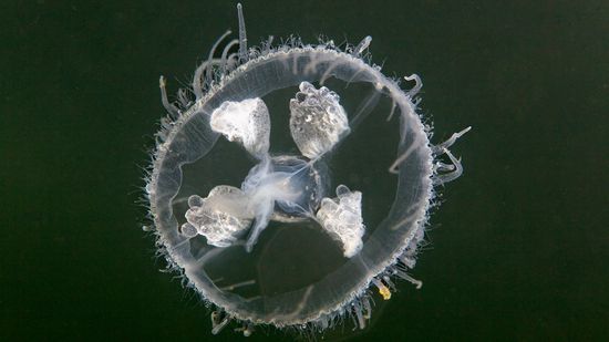 Freshwater Jellyfish Are Too Tiny to Sting Humans