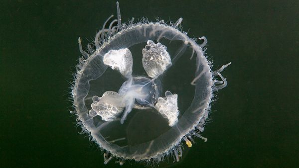 Freshwater Jellyfish Are Too Tiny to Sting Humans