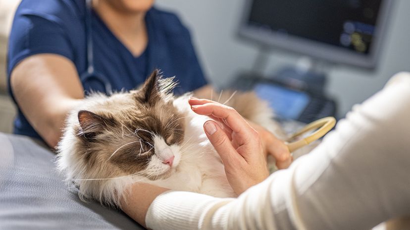 Maine Coon at the vet