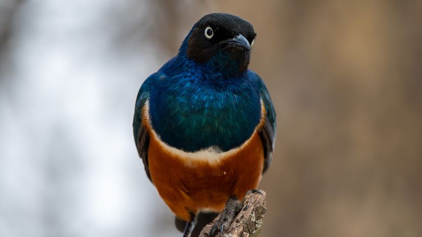 Superb Starling