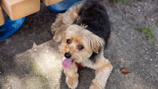 Morkie: A Maltese and Yorkshire Terrier Mix, Not a Beloved Alien