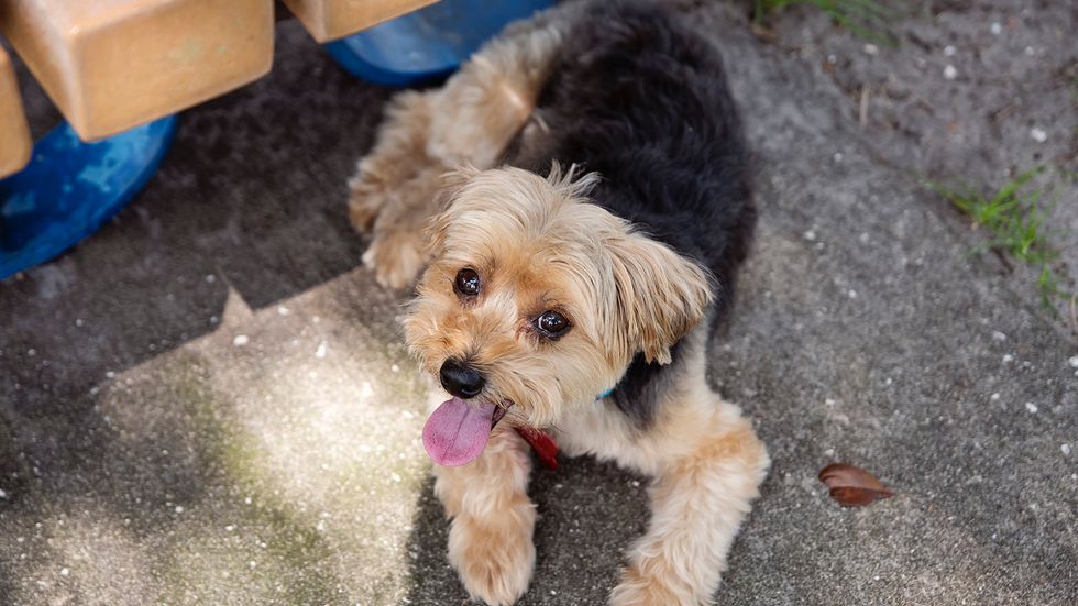 Morkie: A Maltese and Yorkshire Terrier Mix, Not a Beloved Alien