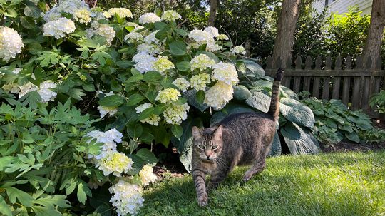 Are Hydrangeas Poisonous to Cats? Yes, Because of Cyanide