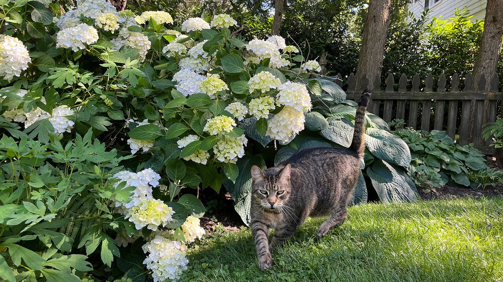 Are Hydrangeas Poisonous to Cats? Yes, Because of Cyanide
