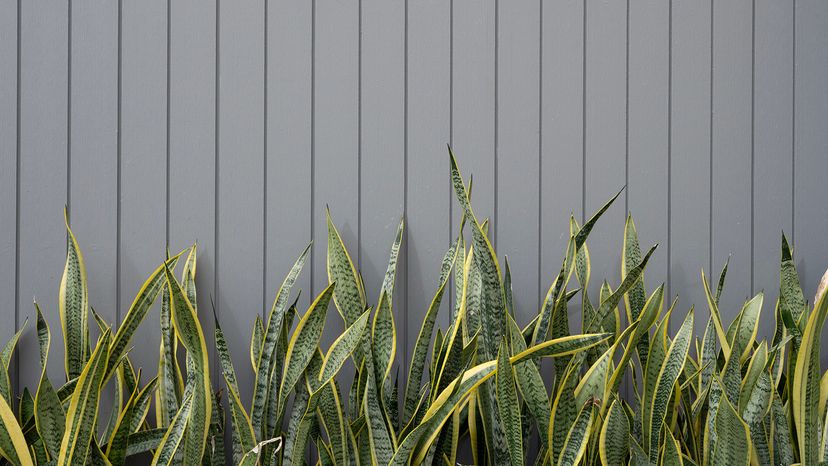 Snake plants