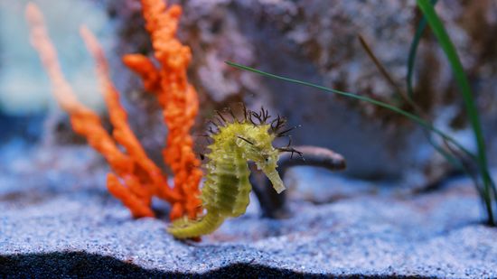 A Pet Seahorse Requires Extremely Specific Tank Conditions