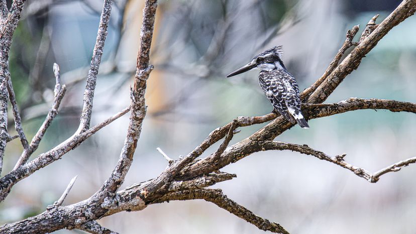 Pied kingfisher