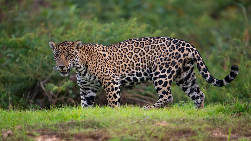 Jaguar