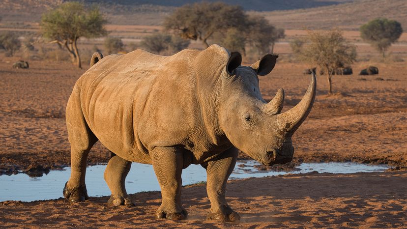 White rhinoceros