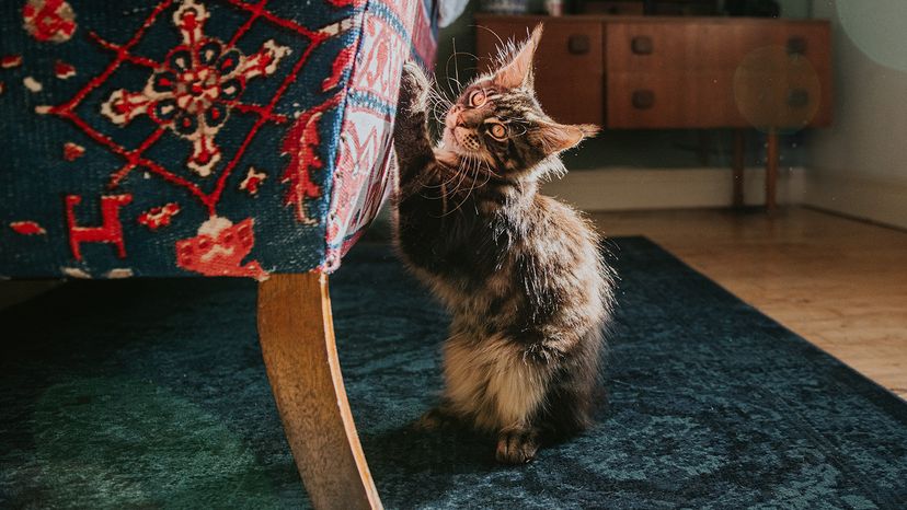 A mischievous kitten