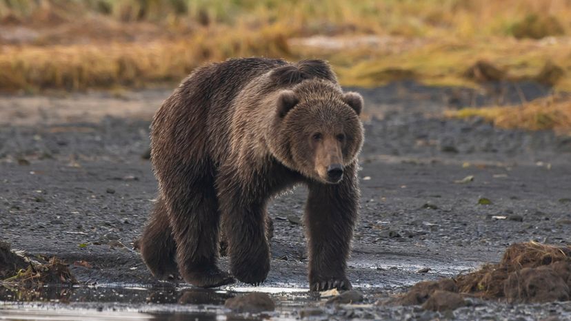 Kodiak bear