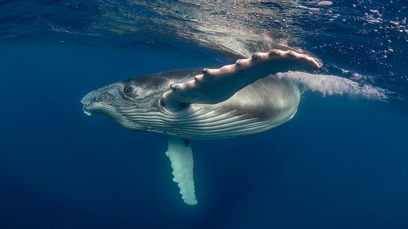 humpback whale