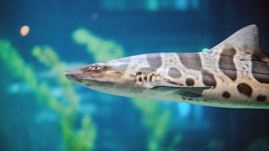 California's Leopard Shark Takes Years to Mature