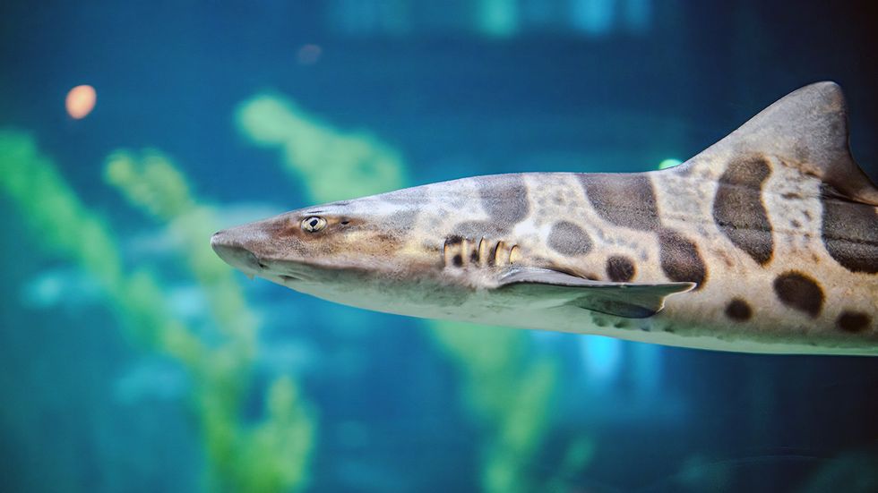 California's Leopard Shark Takes Years to Mature