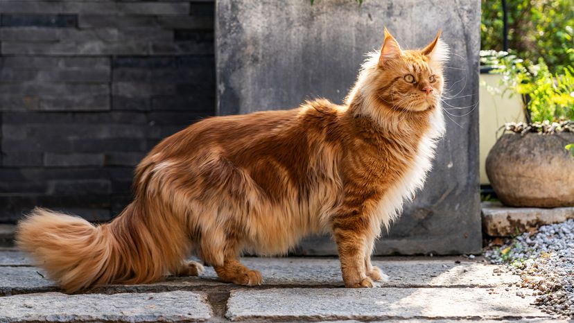 Maine Coon