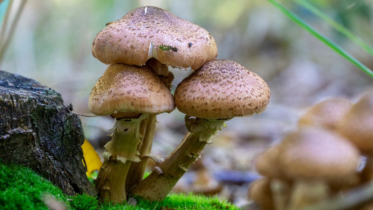 Meet the Largest Living Organism, aka the Humongous Fungus | HowStuffWorks