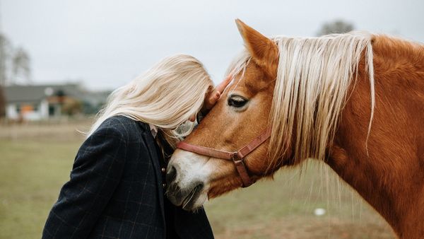 6 Types of Horses for Riding, Racing and Farm Work