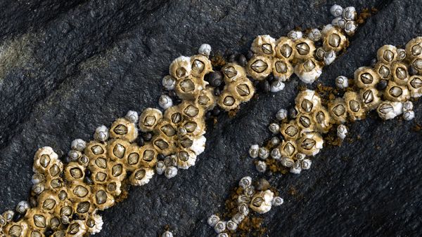 A Barnacle Attaches for Life (Yes, They're Living Crustaceans)