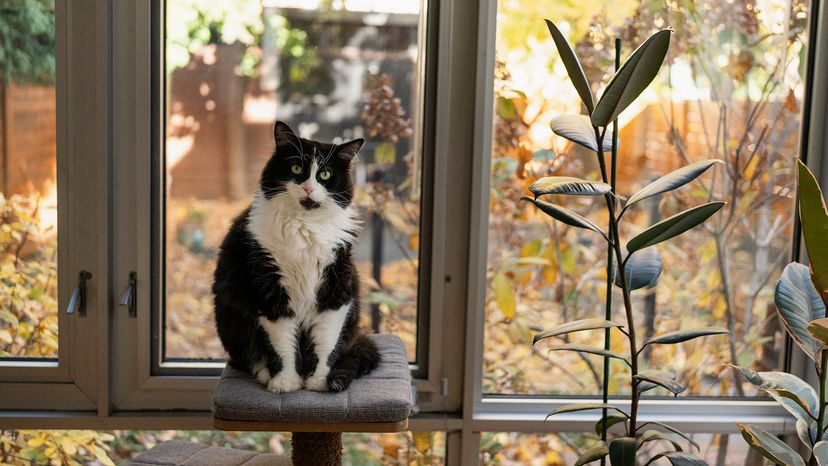 tuxedo cat