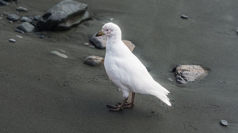 snowy sheathbill