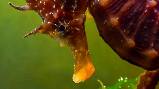 The Seahorse Diet Requires Stealth and Patience in the Wild