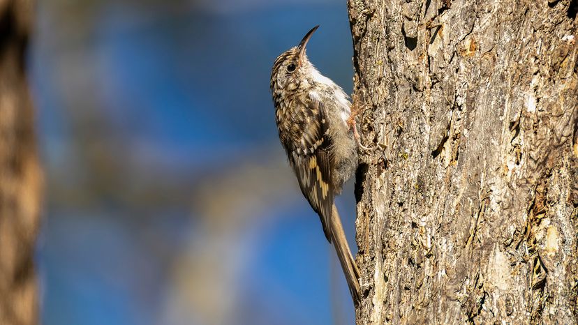 Brown creeper