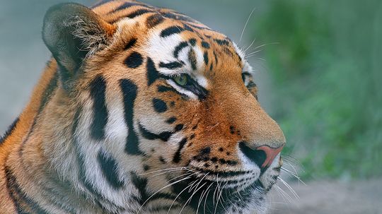 Siberian Tiger vs. Bengal Tiger: A Showdown of Big Cats