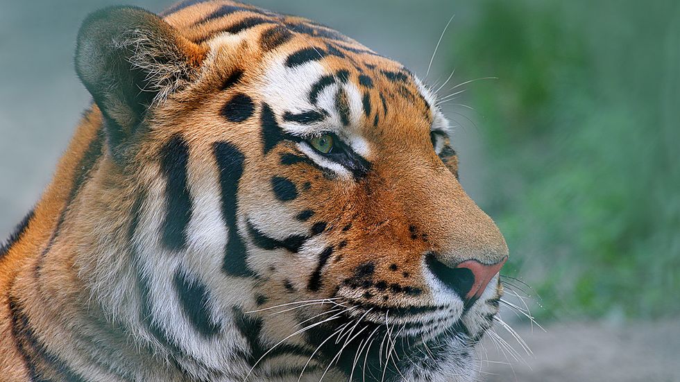 Siberian Tiger vs. Bengal Tiger: A Showdown of Big Cats