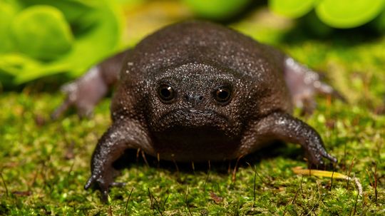 The Rain Frog Looks Like an AI-generated Pokémon