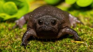 Black rain frog