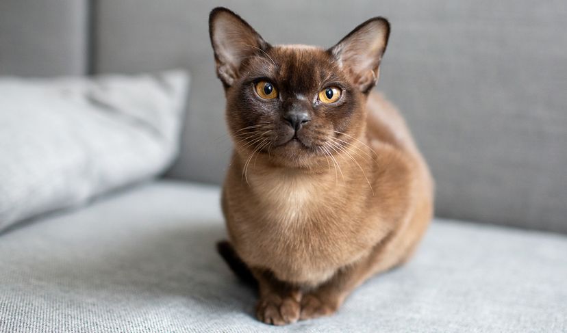 Burmese