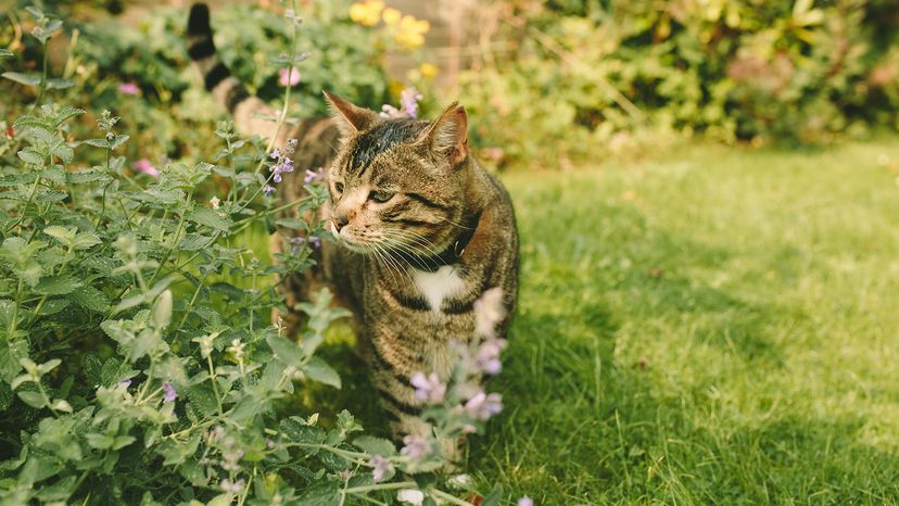 Cat in the garden