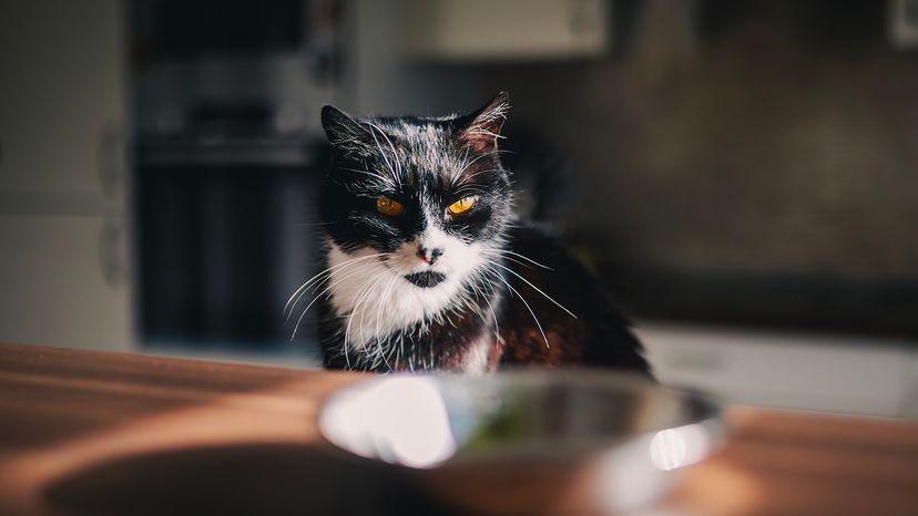 black and white cat