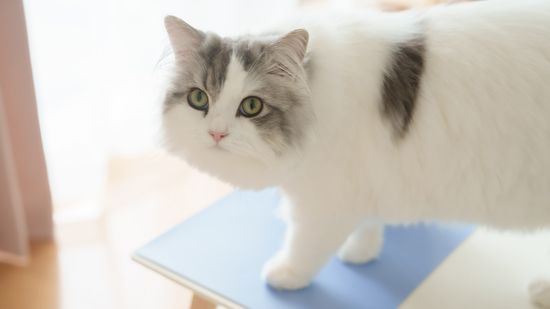 7 Grey and White Cat Types for Understated Cuteness