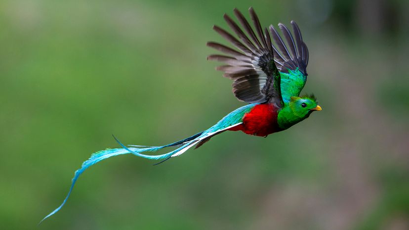 Resplendent quetzal