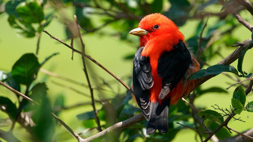 Scarlet tanager