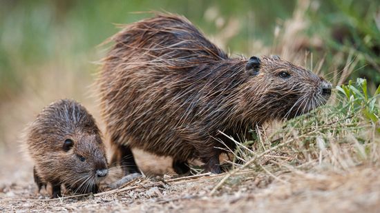 Woodchuck vs. Beaver Habitats, Behaviors, and Misidentification