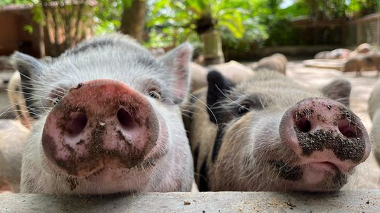 Hog vs. Pig: Are You Calling That Swine by the Right Name?