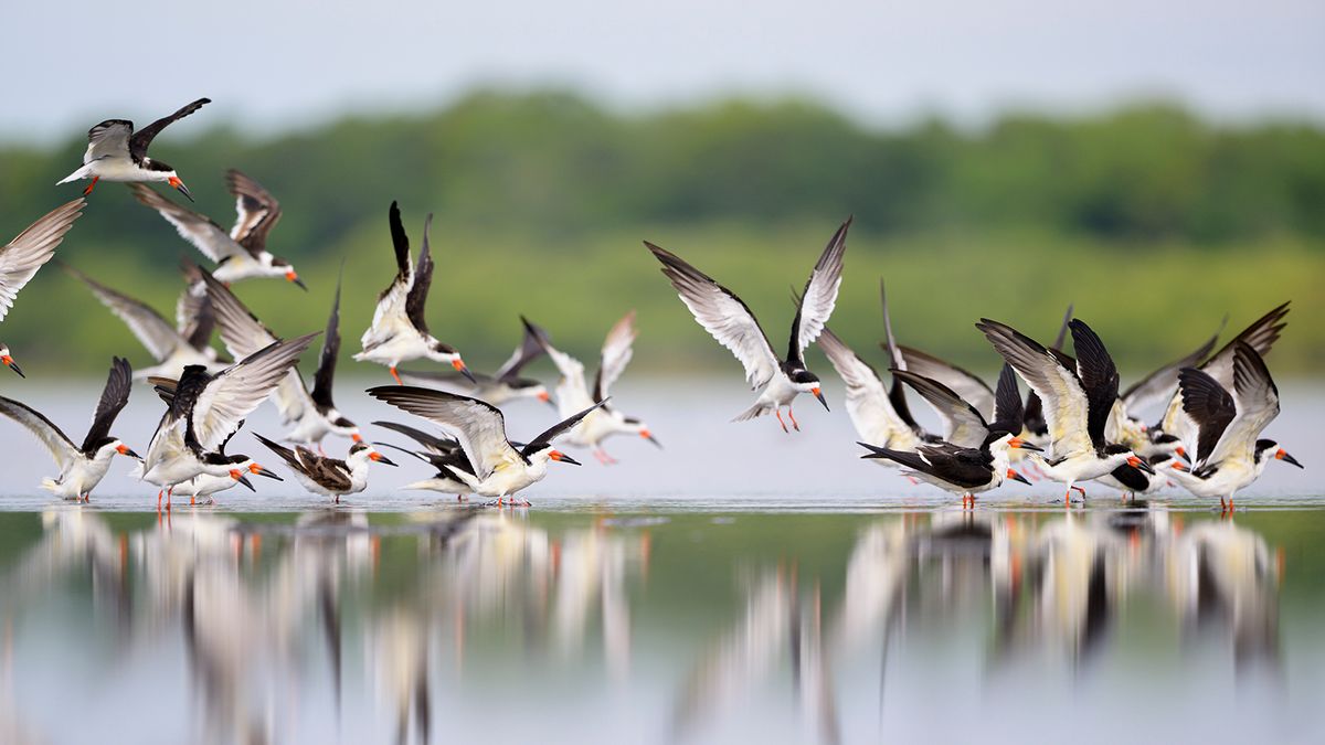 20 Black and White Birds and Where to Spot Them — Plus More About Birds