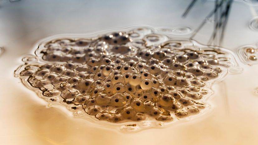 Frog eggs