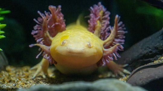 Axolotl Care: Providing the Perfect Home for Pet Amphibians