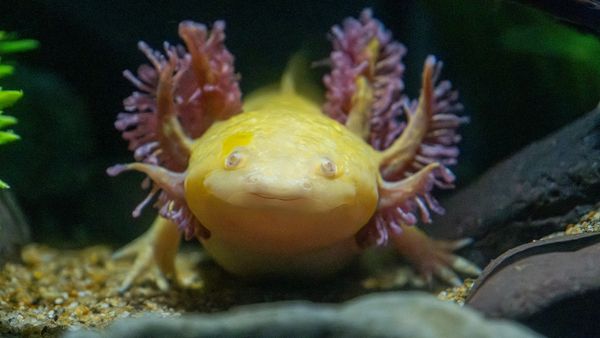 Axolotl Care: Providing the Perfect Home for Pet Amphibians