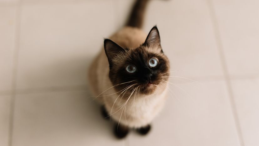 Siamese cat