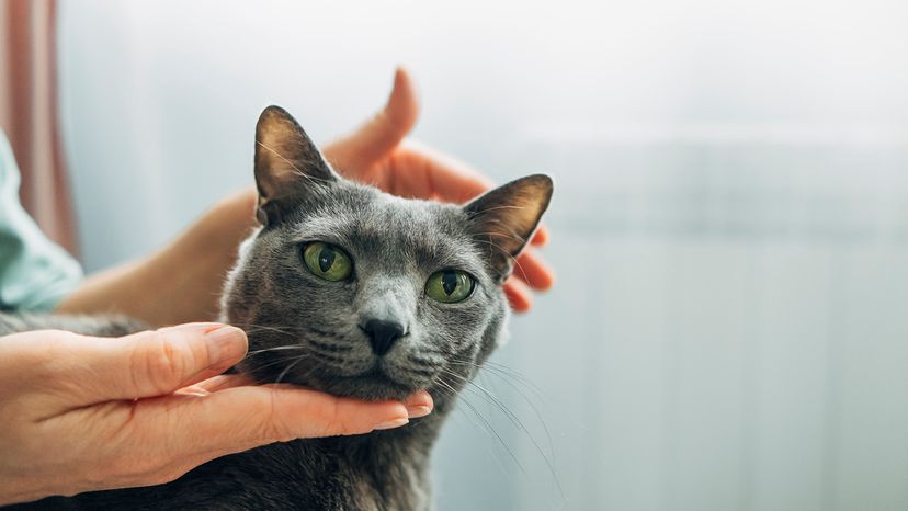 cat