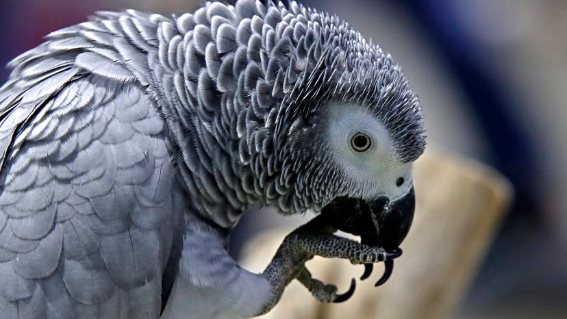 African grey parrot